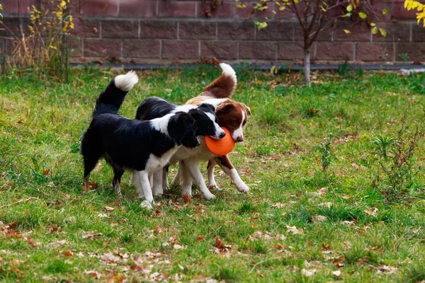 三只品种的狗边境小马在花园里的弗里斯比玩耍 — 图库照片