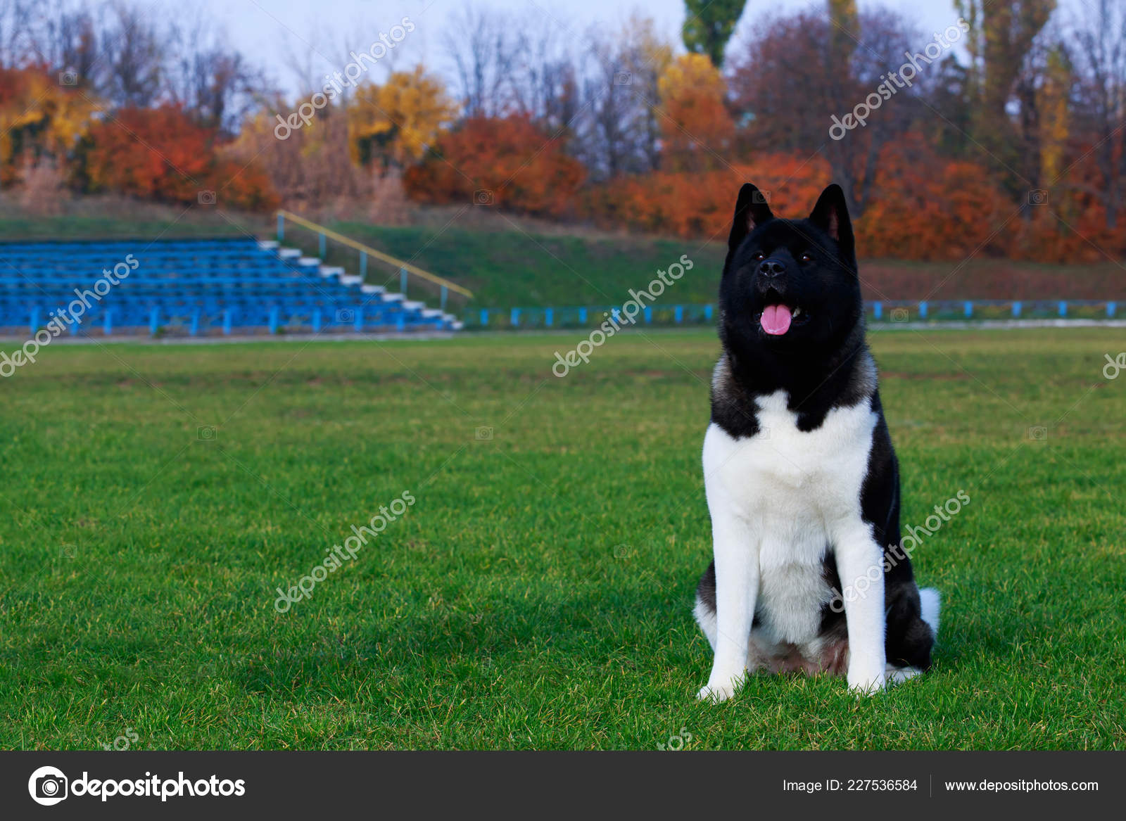 Chien Race Akita Américain Assis Sur Herbe Verte
