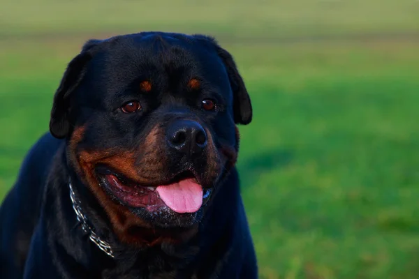 狗养殖 Rottweiler 在公园在绿草 — 图库照片