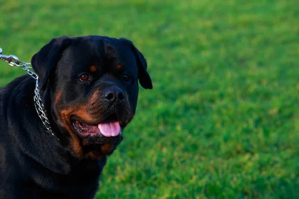 Σκύλο Φυλής Rottweiler Στο Πάρκο Για Την Πράσινη Χλόη — Φωτογραφία Αρχείου