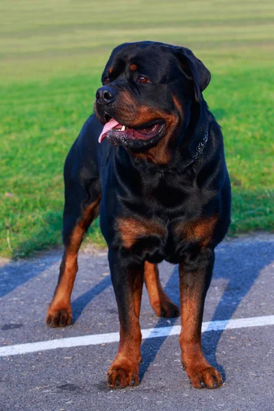 Raza Perro Rottweiler Parque Sobre Hierba Verde —  Fotos de Stock