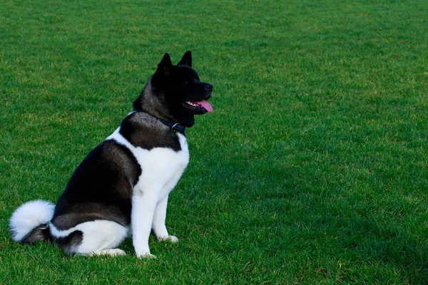 Hunderasse Amerikanische Akita Sitzt Auf Grünem Gras — Stockfoto