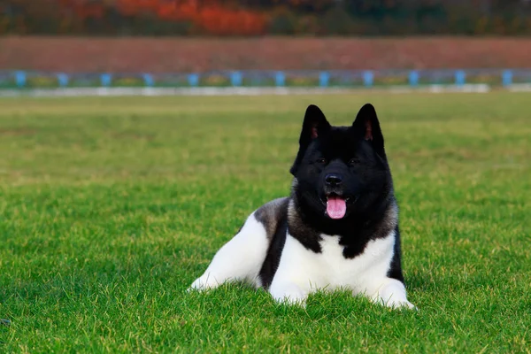 Raza Perro Americano Akita Está Acostado Verde Hierba —  Fotos de Stock