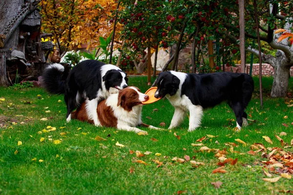 Three dogs of breed Border Collie playing in frisby on the garden