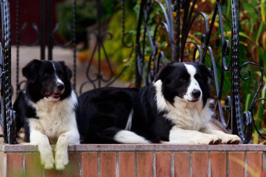 İki köpek doğurmak Bahçe kenar kömür ocağı