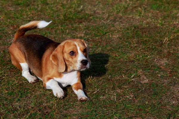 Raza Perro Beagle Está Acostado Hierba Verde — Foto de Stock