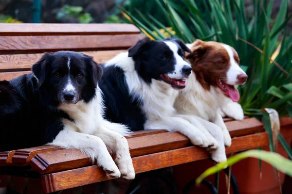 Três Cães Raça Border Collie Banco Jardim — Fotografia de Stock