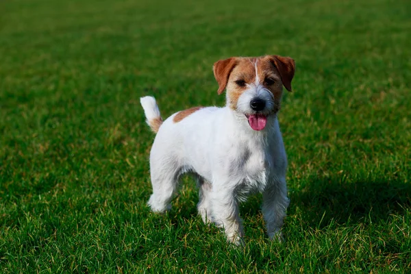 Pies Rasy Jack Russell Terrier Jest Stojący Zielonej Trawie — Zdjęcie stockowe