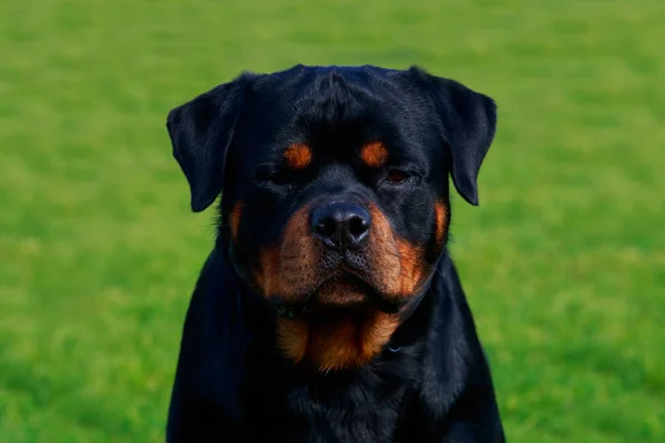 Собака Породи Ротвейлер Парку Зеленій Траві — стокове фото