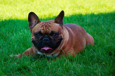 Yeşil çimenlerin üzerinde köpek doğurmak Fransız buldozer