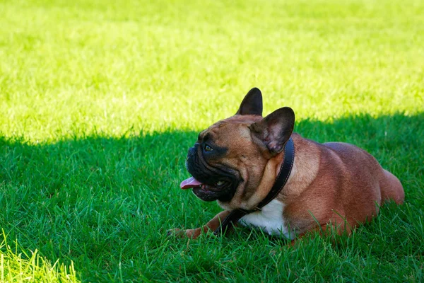 Kutya Tenyészt Francia Bulldog Zöld Fűben — Stock Fotó