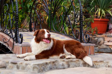 Köpek doğurmak kenar kömür ocağı