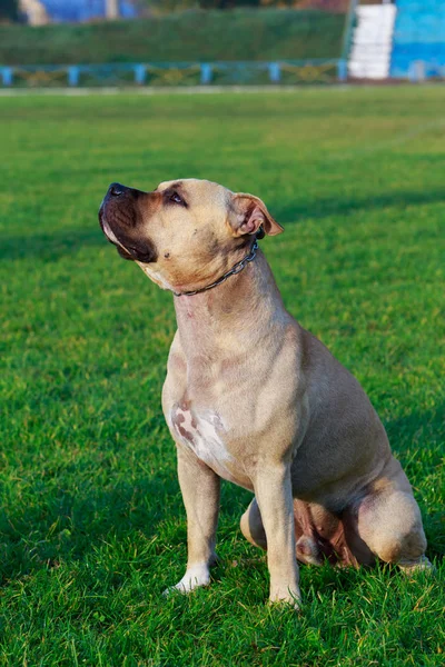 緑の草の上に座って Staffordshire アメリカのテリア犬の品種します — ストック写真