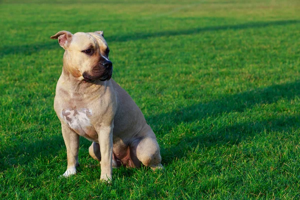 Köpek Doğurmak Amerikan Staffordshire Terrier Yeşil Çimenlerin Üzerinde Oturan — Stok fotoğraf