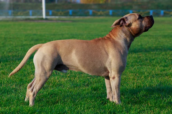 Cane Razza American Staffordshire Terrier Stand Sull Erba Verde — Foto Stock