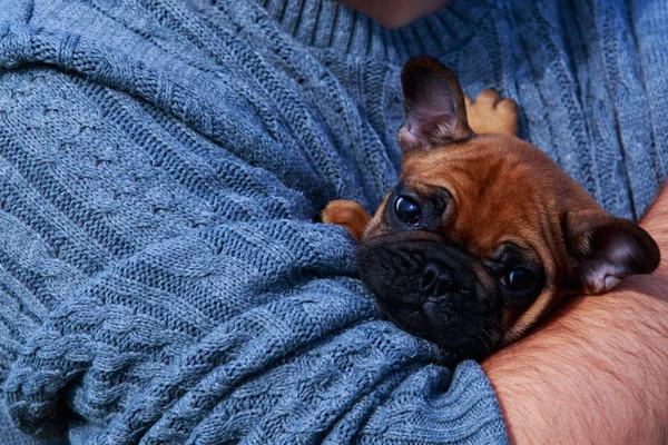 Pequeno Cachorro Bulldog Francês Braços Humanos — Fotografia de Stock