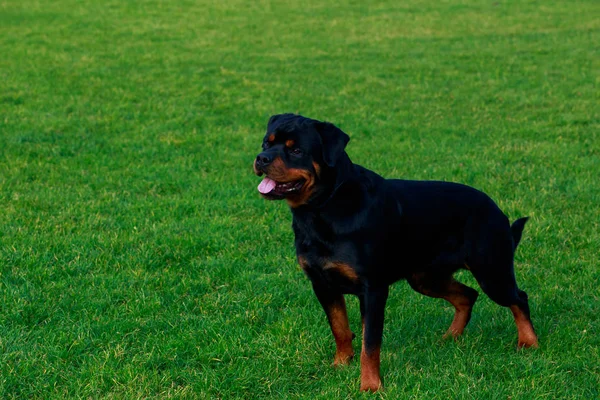 Chien Race Rottweiler Dans Parc Sur Herbe Verte — Photo