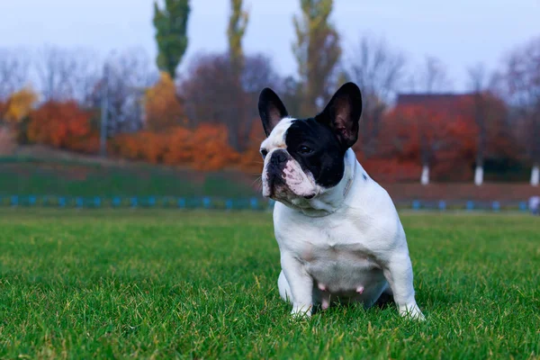 Cane Razza Bulldog Francese Seduto Erba Verde — Foto Stock