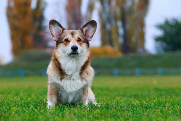 Galce Corgi Yeşil Çimenlerin Üzerinde Oturan Pembroke Köpek Doğurmak — Stok fotoğraf