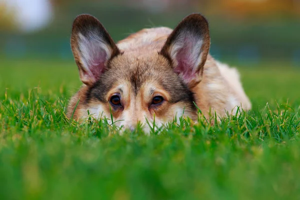 Pies Rasy Welsh Corgi Pembroke Leżącego Zielonej Trawie — Zdjęcie stockowe