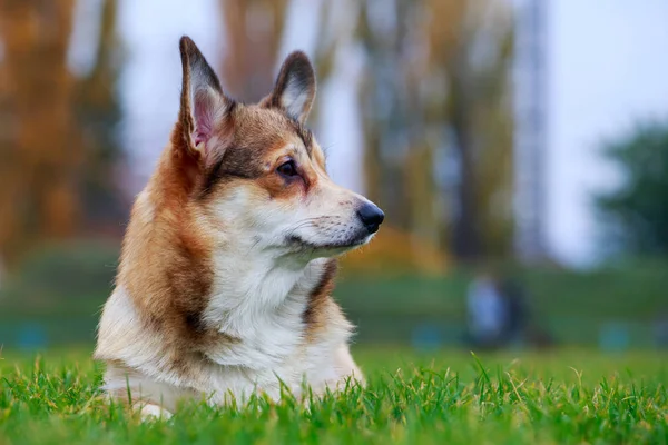 Pies Rasy Welsh Corgi Pembroke Leżącego Zielonej Trawie — Zdjęcie stockowe