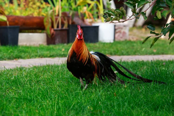 Big Colorful Rooster Green Grass — Stock Photo, Image