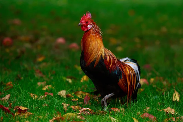 Yeşil Çimenlerin Üzerinde Büyük Renkli Horoz — Stok fotoğraf