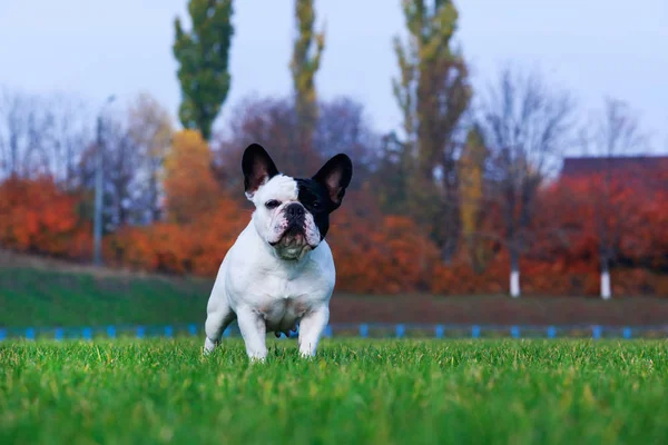 Hund Rasen Fransk Bulldog Står Grönt Gräs — Stockfoto