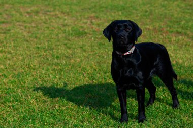 Köpek doğurmak Labrador yeşil çimenlerin üzerinde duruyor