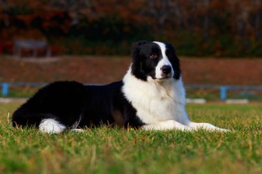 Köpek doğurmak kenar kömür ocağı yeşil çimenlerin üzerinde yatıyor
