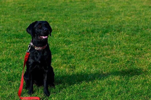 Hund Rasen Labrador Sitter Grön Gräs — Stockfoto