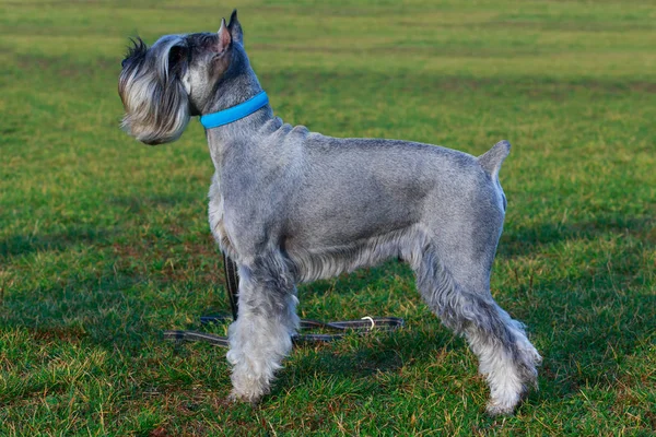 シュナウザー犬の品種は緑の草の上に立つ — ストック写真