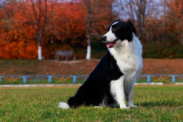 Raça Cão Fronteira Collie Está Sentado Grama Verde — Fotografia de Stock