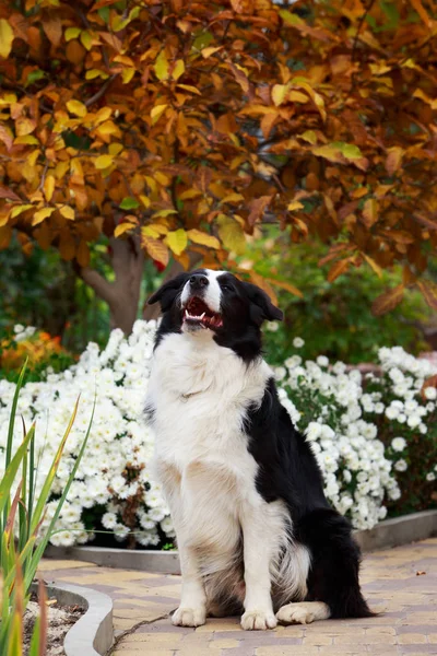 Dog Border Collie Sitting Garden — Stock Photo, Image