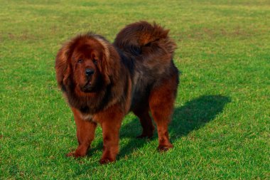 Köpek doğurmak Tibetli mastiff yeşil çimenlerin üzerinde duruyor
