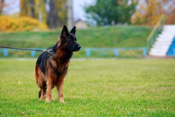 Pies Rasy Owczarek Niemiecki Jest Stojący Zielonej Trawie — Zdjęcie stockowe