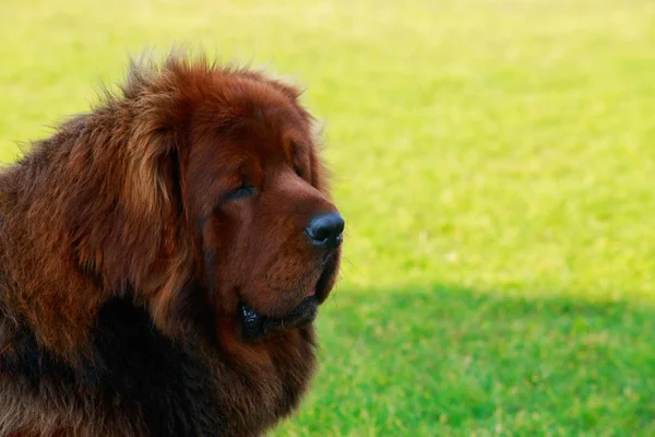 Raça Cães Mastim Tibetano Fundo Verde — Fotografia de Stock