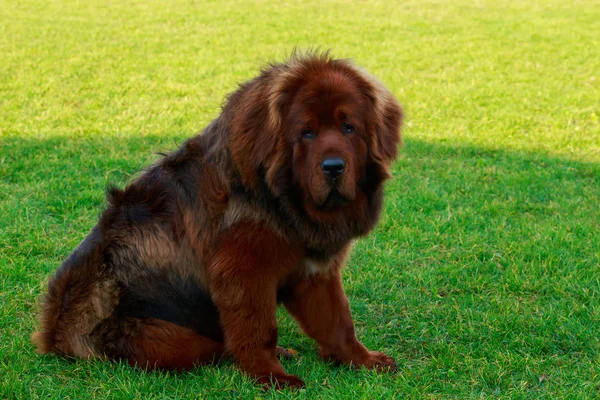 Chien Race Tibétaine Mastiff Est Assis Sur Herbe Verte — Photo