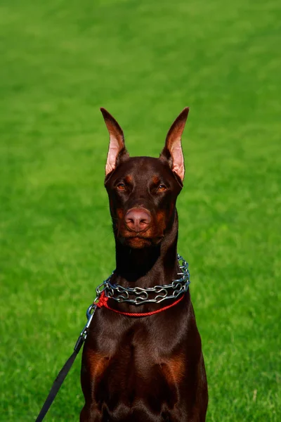 Het Ras Van Hond Dobermann Pinscher Zit Een Groen Gras — Stockfoto