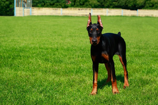 Young Puppy Dog Breed Doberman Pinscher Stands Background Green Grass — Stock Photo, Image