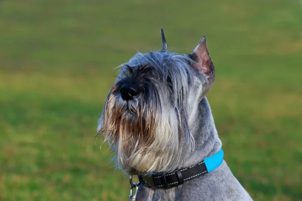 シュナウザー犬の品種は緑の草の上に座ってください — ストック写真