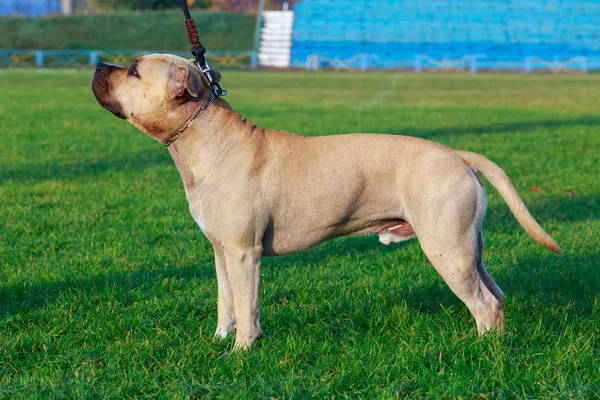 Cría Perros American Staffordshire Terrier Soporte Hierba Verde —  Fotos de Stock