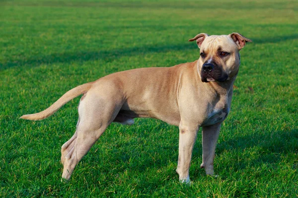 Ράτσα Σκύλου Αμερικανικό Terrier Staffordshire Σταθεί Στο Καταπράσινο Γρασίδι — Φωτογραφία Αρχείου