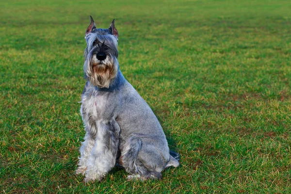 Schnauzer Köpek Doğurmak Yeşil Çimenlerin Üzerinde Oturuyor — Stok fotoğraf