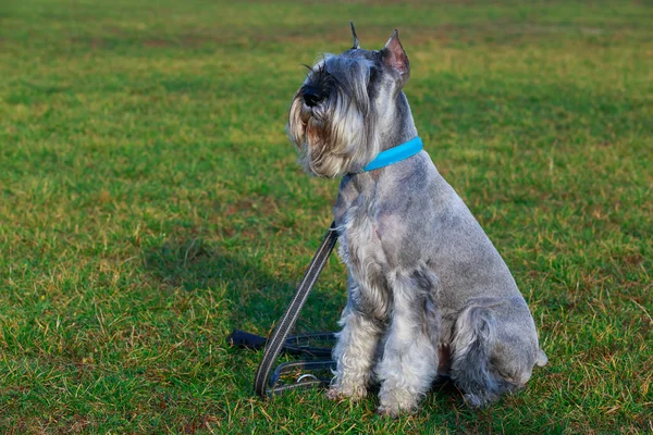 シュナウザー犬の品種は緑の草の上に座ってください — ストック写真