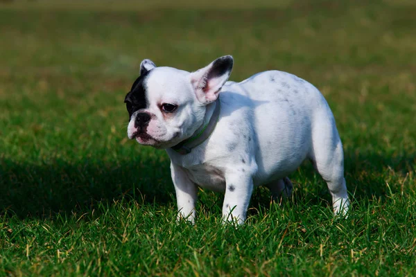 Cachorrinho Bulldog Francês Fundo Grama Verde — Fotografia de Stock