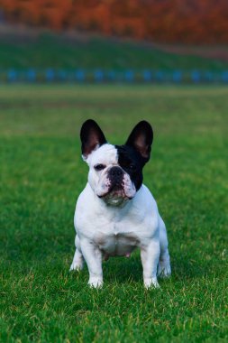 Fransız buldozer yeşil çimenlerin üzerinde durmak köpek doğurmak
