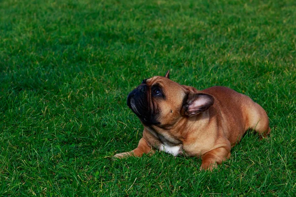 Pies Rasy Buldog Francuski Jest Leżący Zielonej Trawie — Zdjęcie stockowe