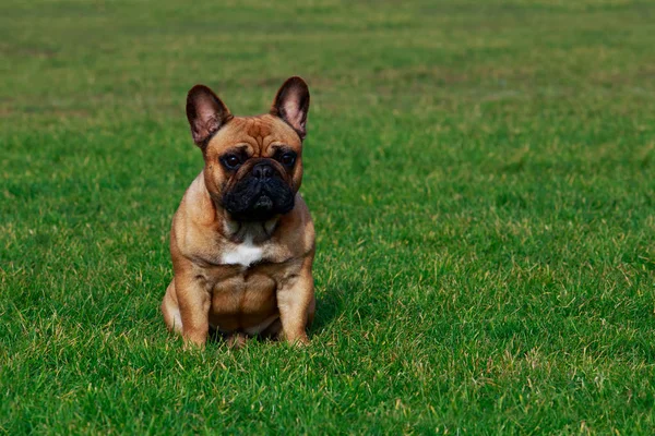 Zielonej Trawie Siedzi Pies Rasy Buldog Francuski — Zdjęcie stockowe