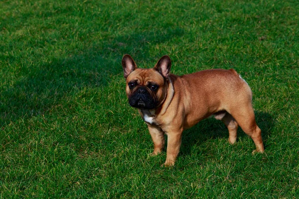 Hunderasse Französische Bulldogge Steht Auf Grünem Gras — Stockfoto